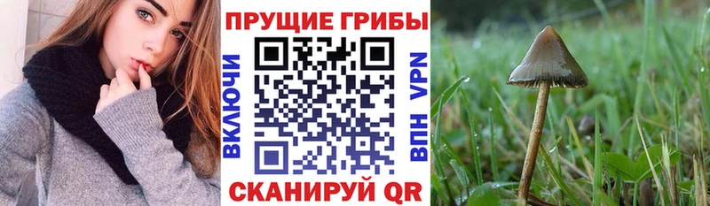 Купить  Псков  Галлюциногенные грибы мицелий 